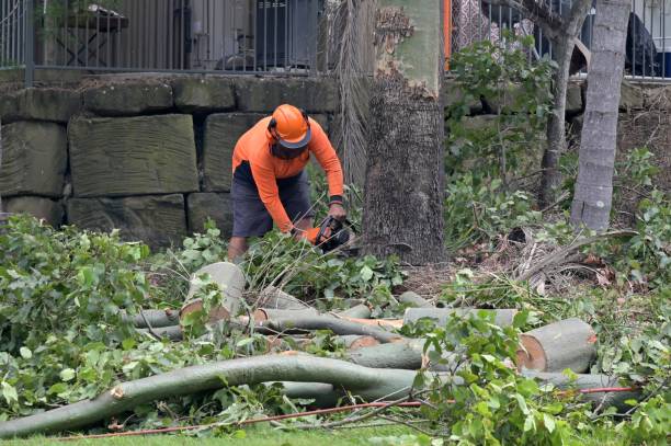 Tree Service Company in Mount Airy, MD